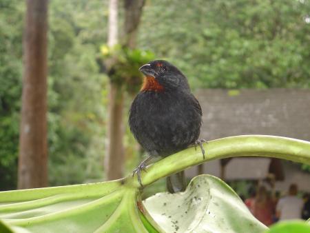 Guadeloupe