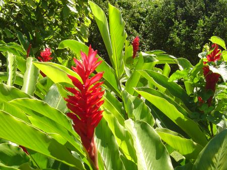 Guadeloupe